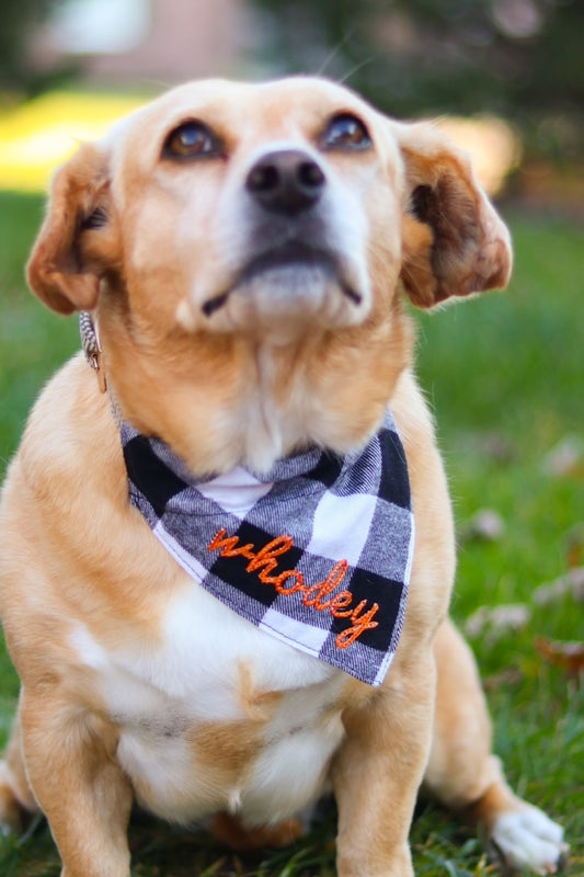 Who Dey Dog Bandanas